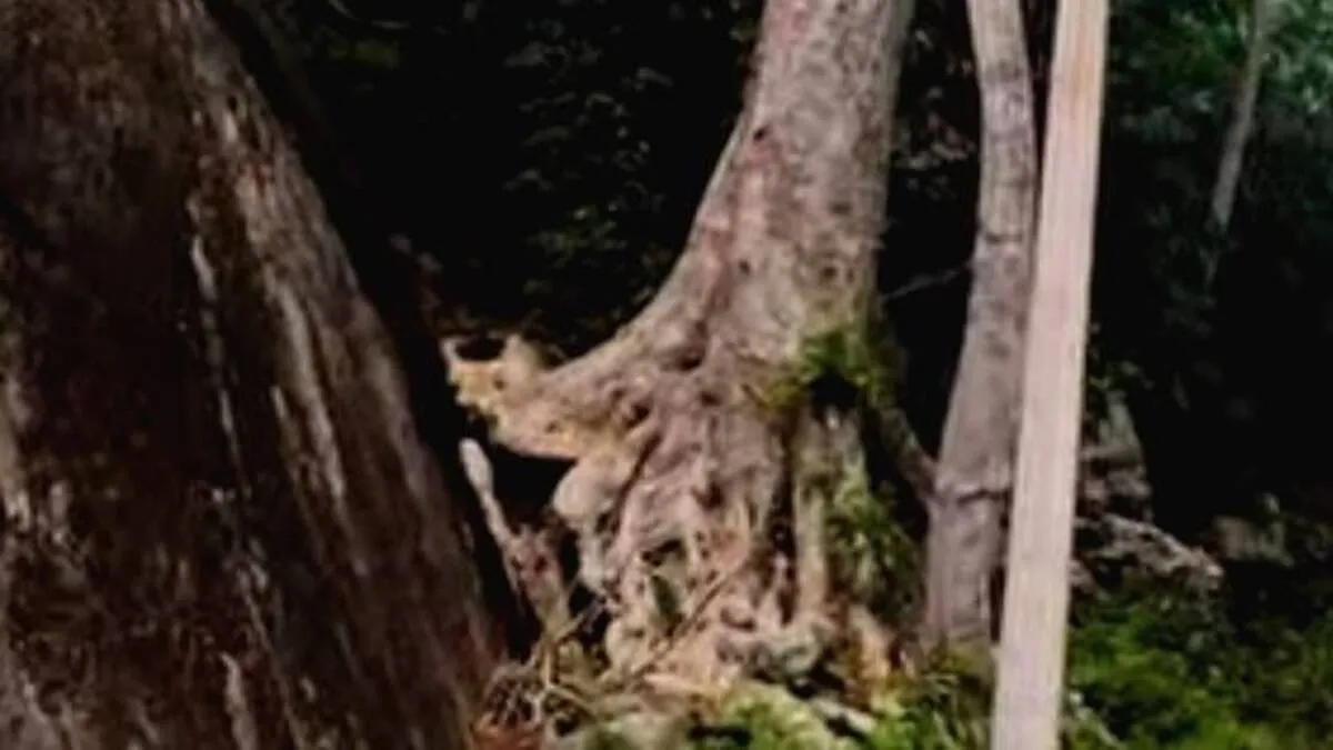 tree-1