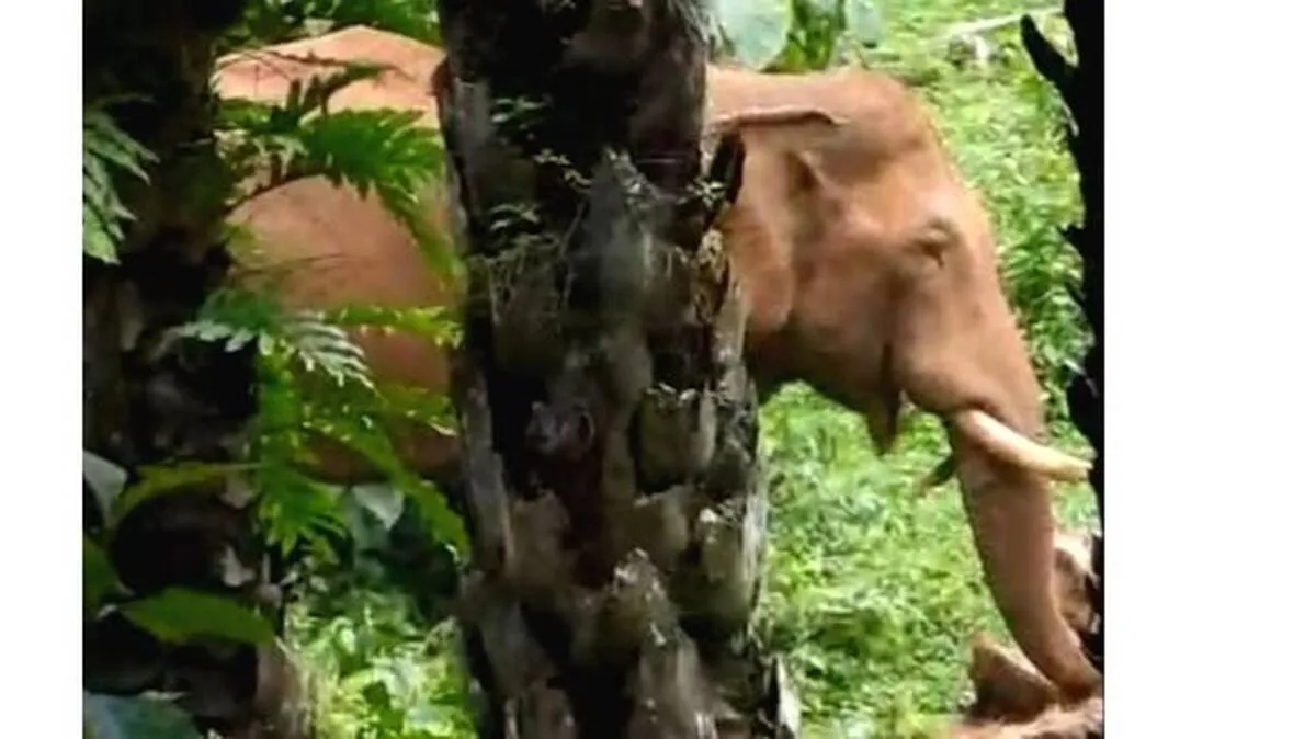elephant