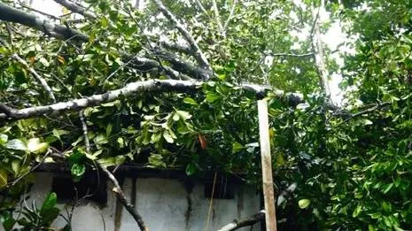 maramveenu.1781031644