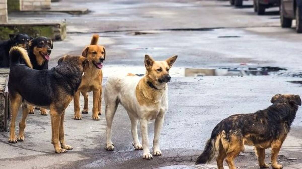 street-dog-
