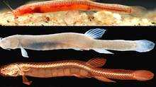 fish