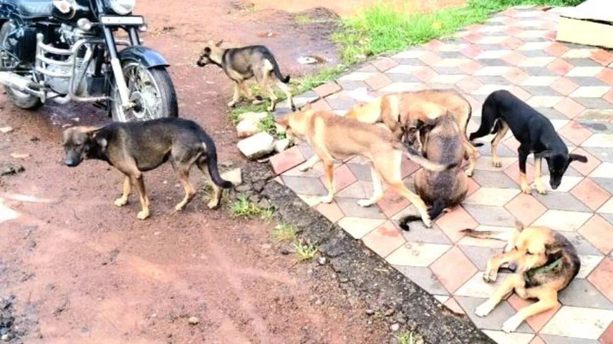 dogs