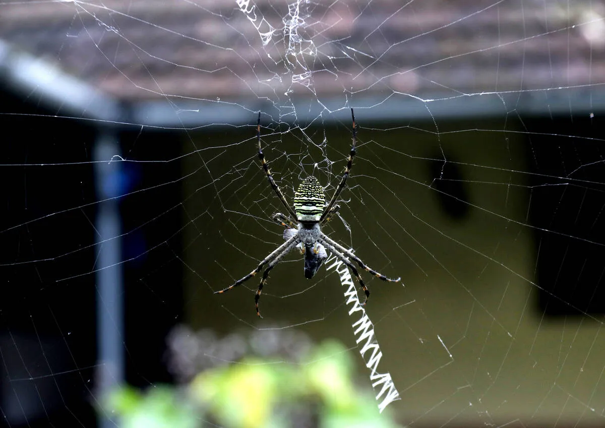spider