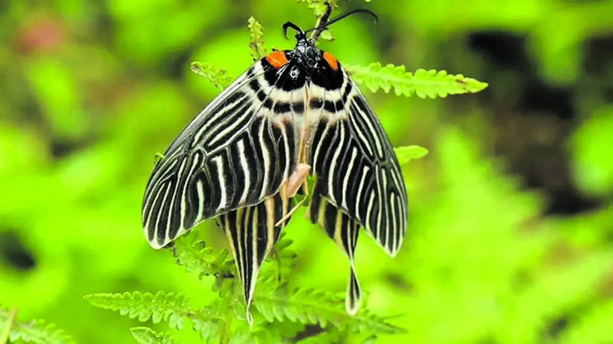 moth moth