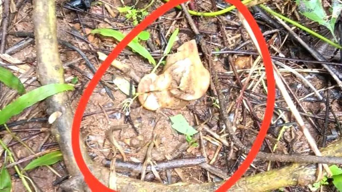 puli-