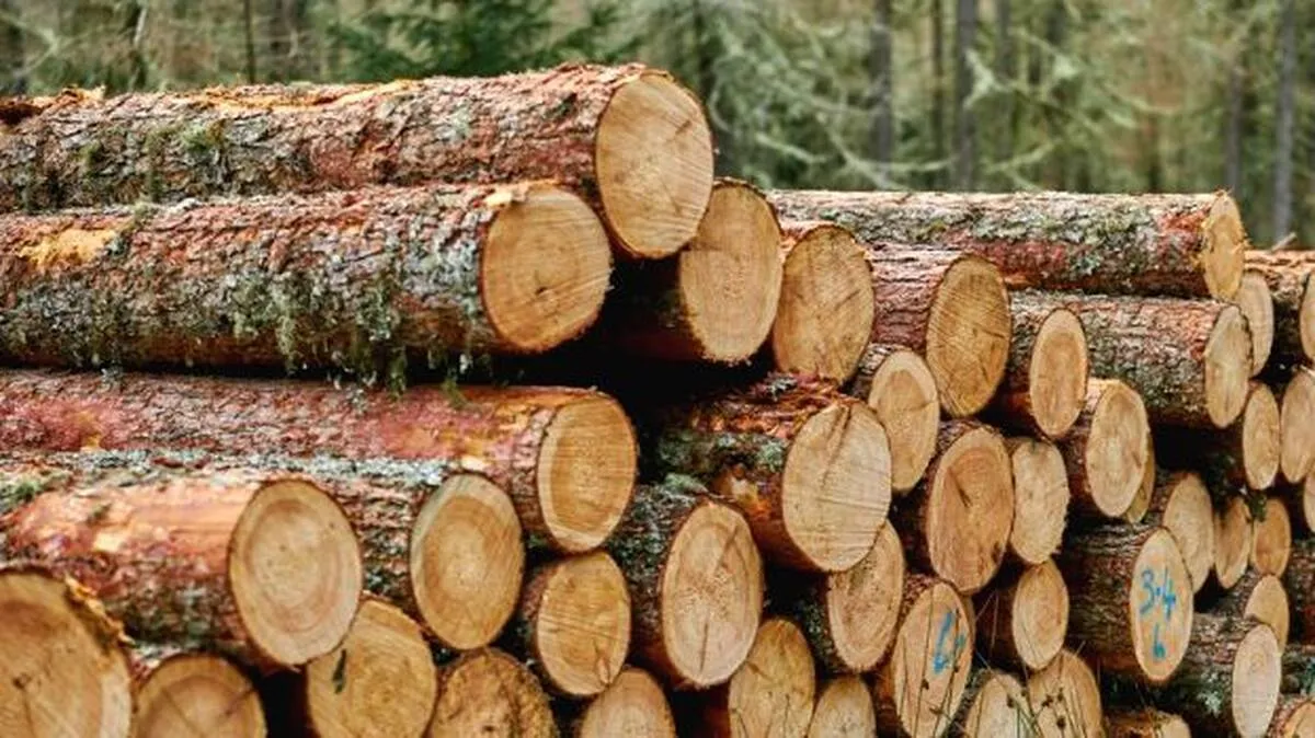 timber