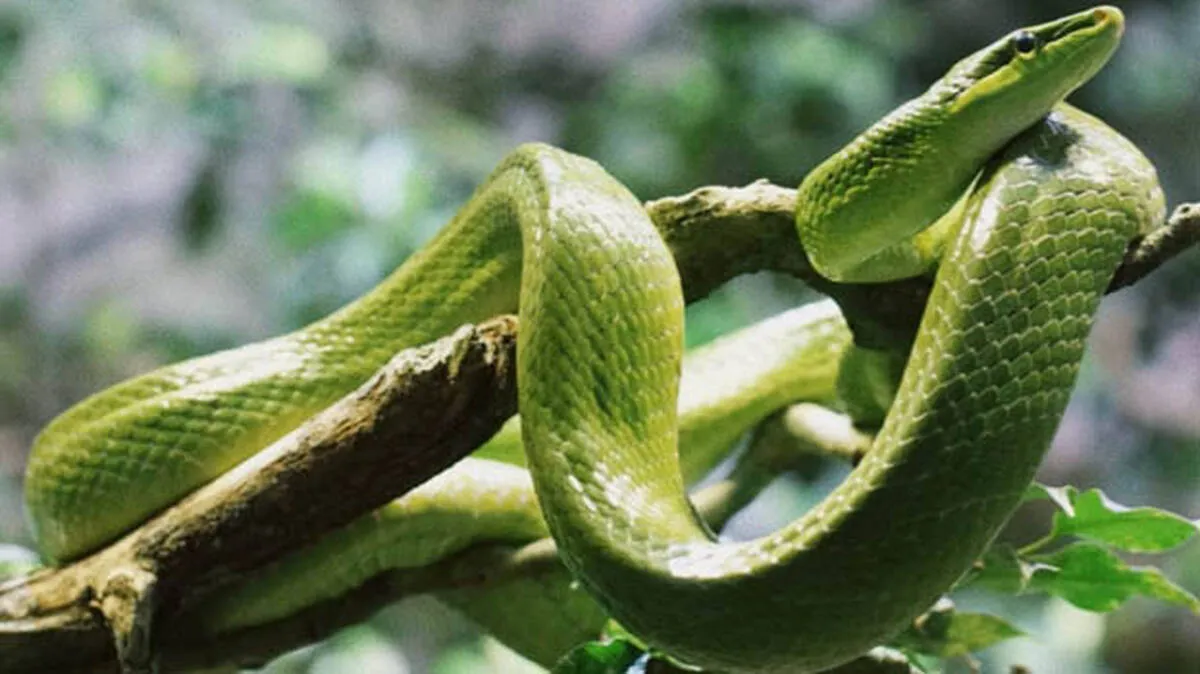 snakes-may-hide-in-these-