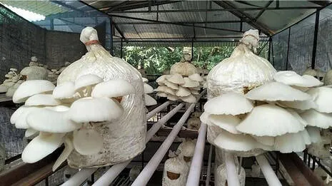 mushroom-cultivation.1.3912996