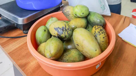 mallika-mango-.1.3914273