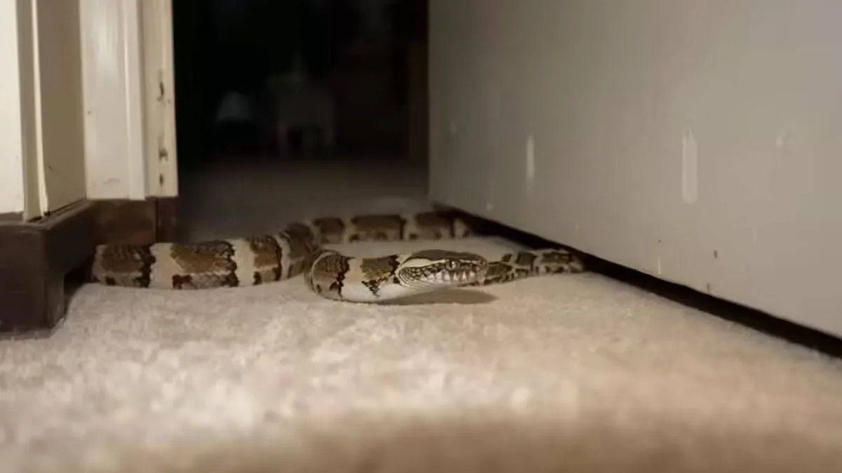 snake