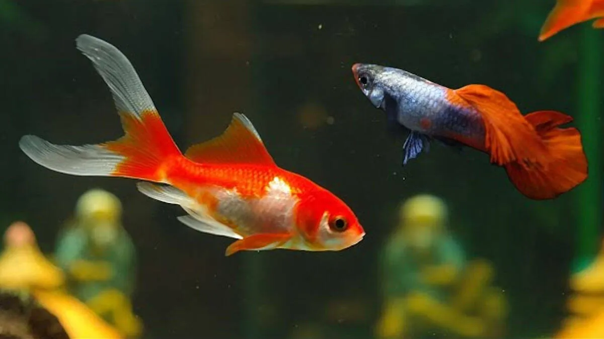guppy-and-goldfish