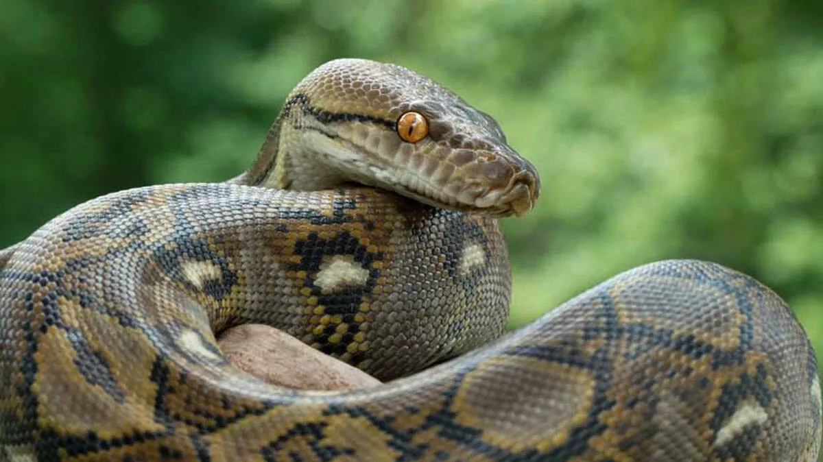 pythons