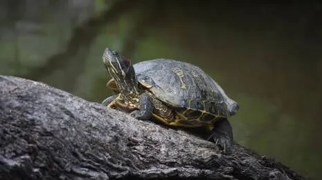tortoise.1.3922744