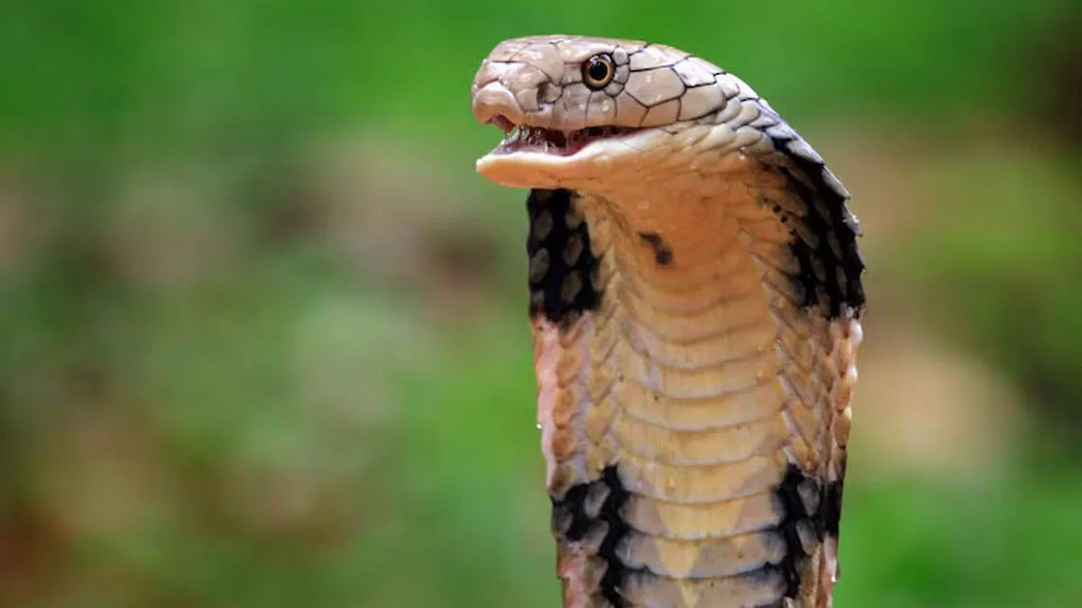 snake-