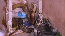 cobra-snakes-near-cow