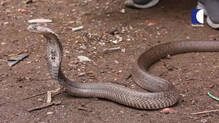 snakemaster-new-episode