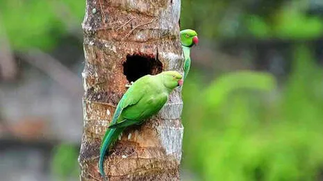 parrots.1.3927122