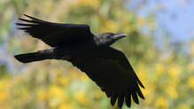 why-crows-remember-human-faces-and-hold-grudges