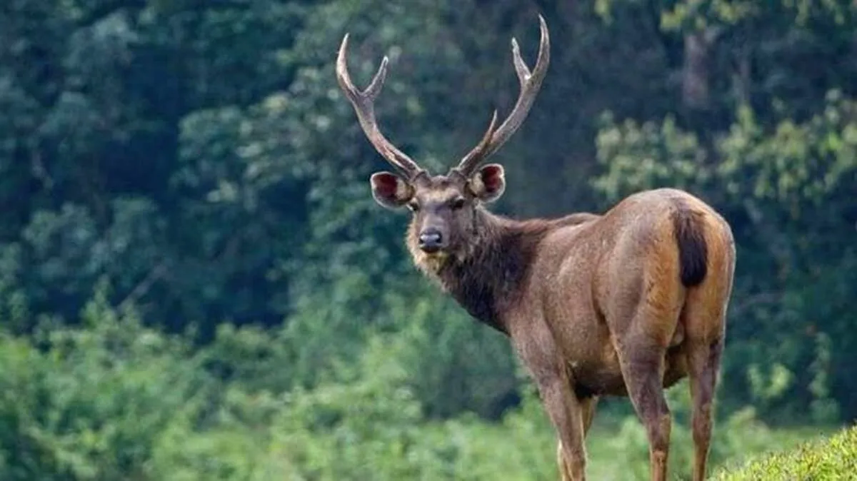 sambar-deer