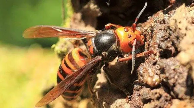 asian-giant-hornet