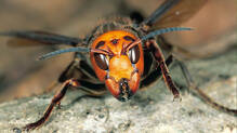 dangerous-insects-for-humans
