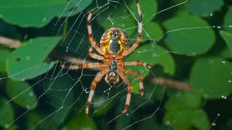 spider.1.3933378