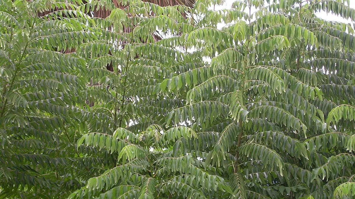 curry-leaves