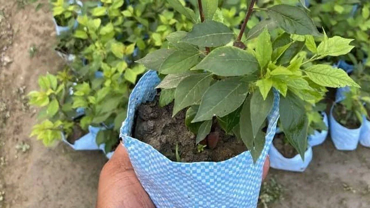 plum