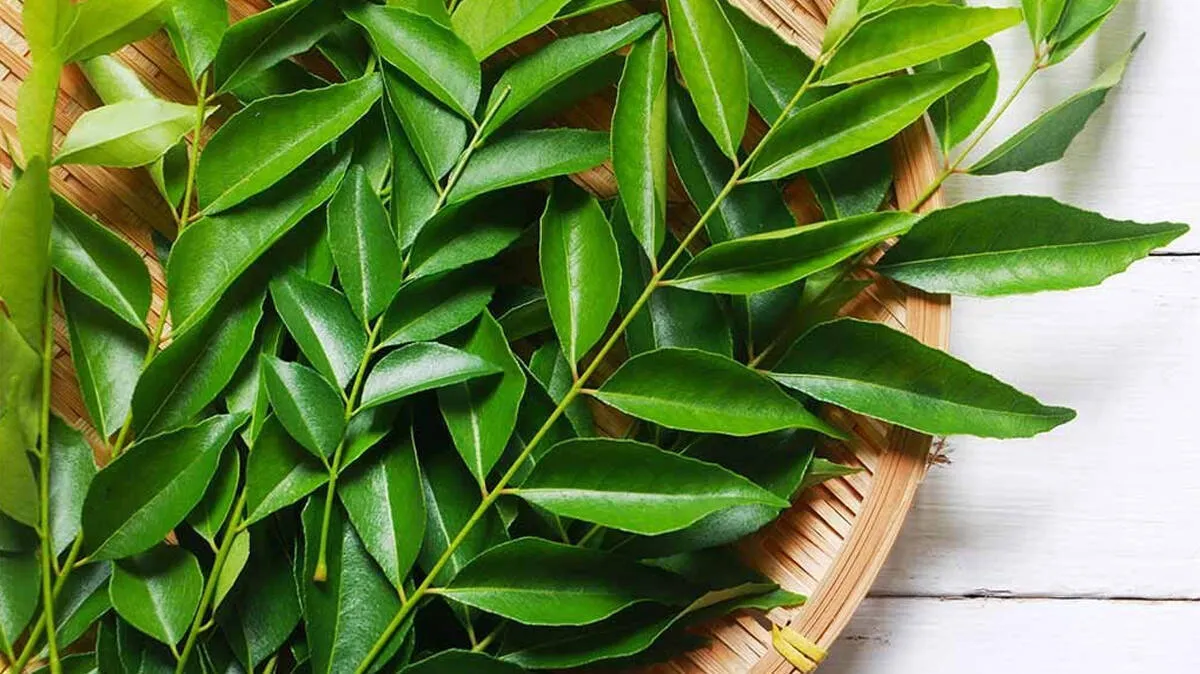 curry-leaves