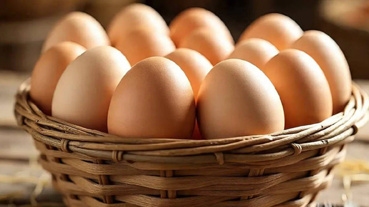 egg