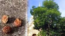 utrasum-bean-tree-infront-of-church