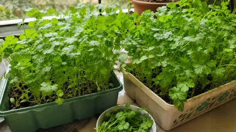 coriander-leaves-.1.3947705