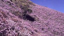 tourists-rush-to-neelgiri-to-view-neelakurinji-flowers
