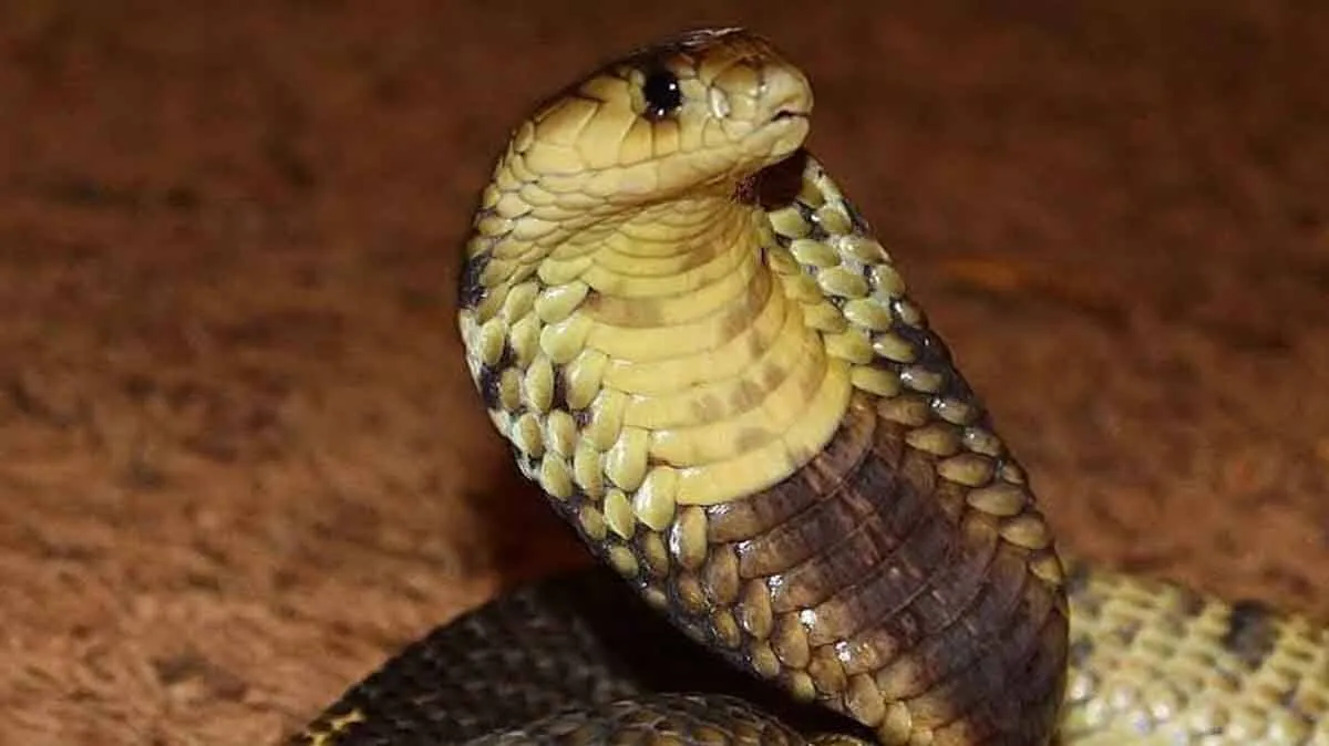 cobra