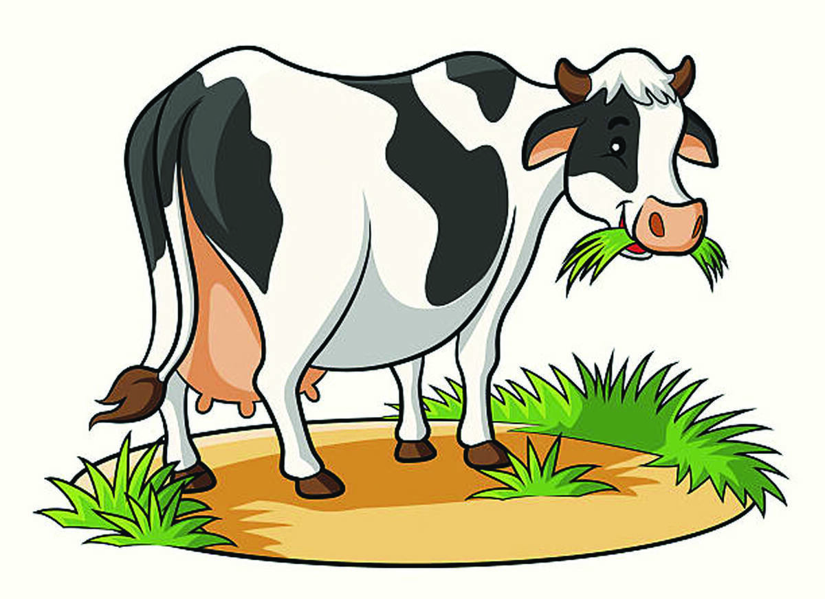 cow