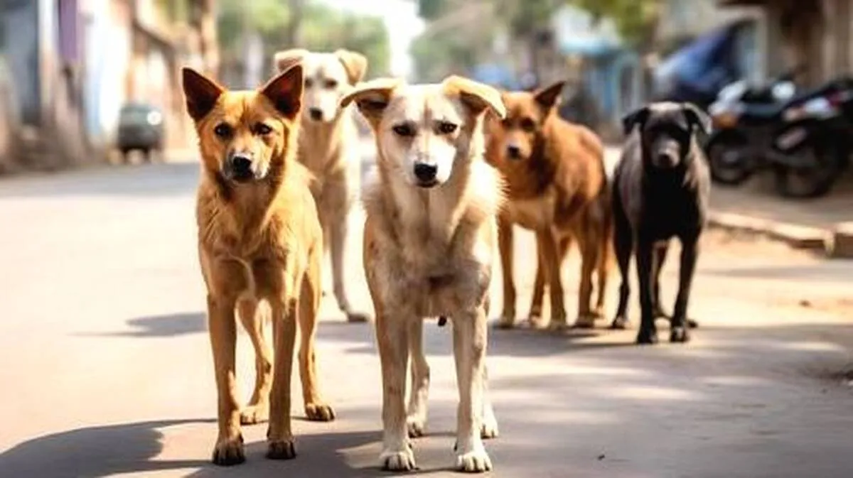 dog-2 dog-2