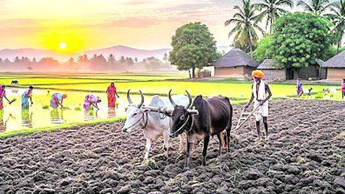 farmer