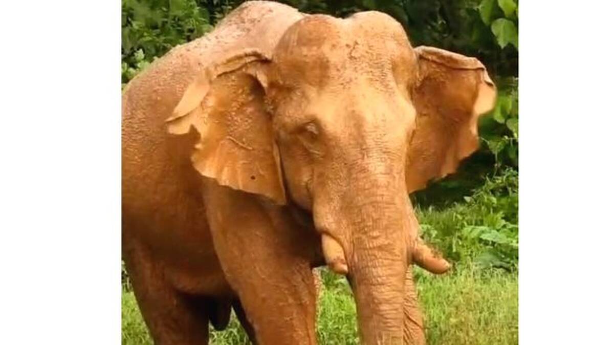 elephant