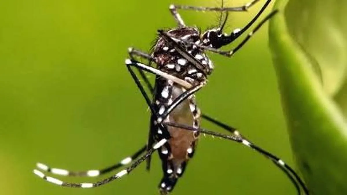 aa