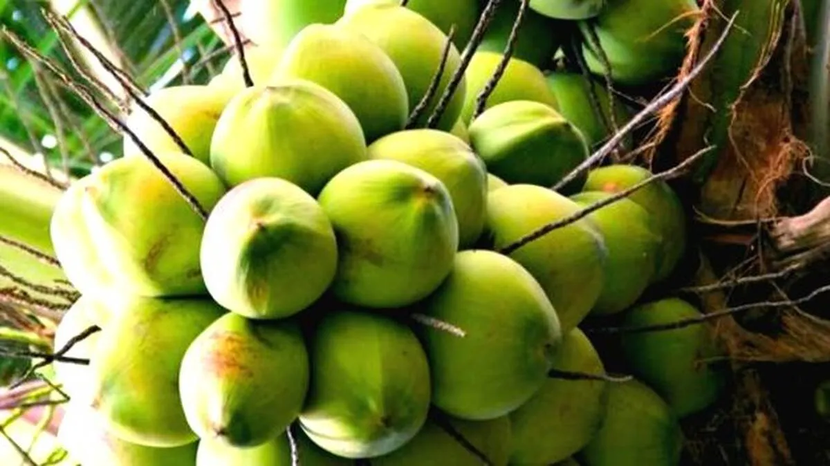 കേര പദ്ധതിയിലൂടെ കാർഷിക 
ഉത്പന്നങ്ങൾ ആഗോള വിപണിയിലേക്ക്