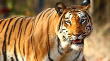 wildanimal