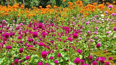 kudumbashree-.1786997312