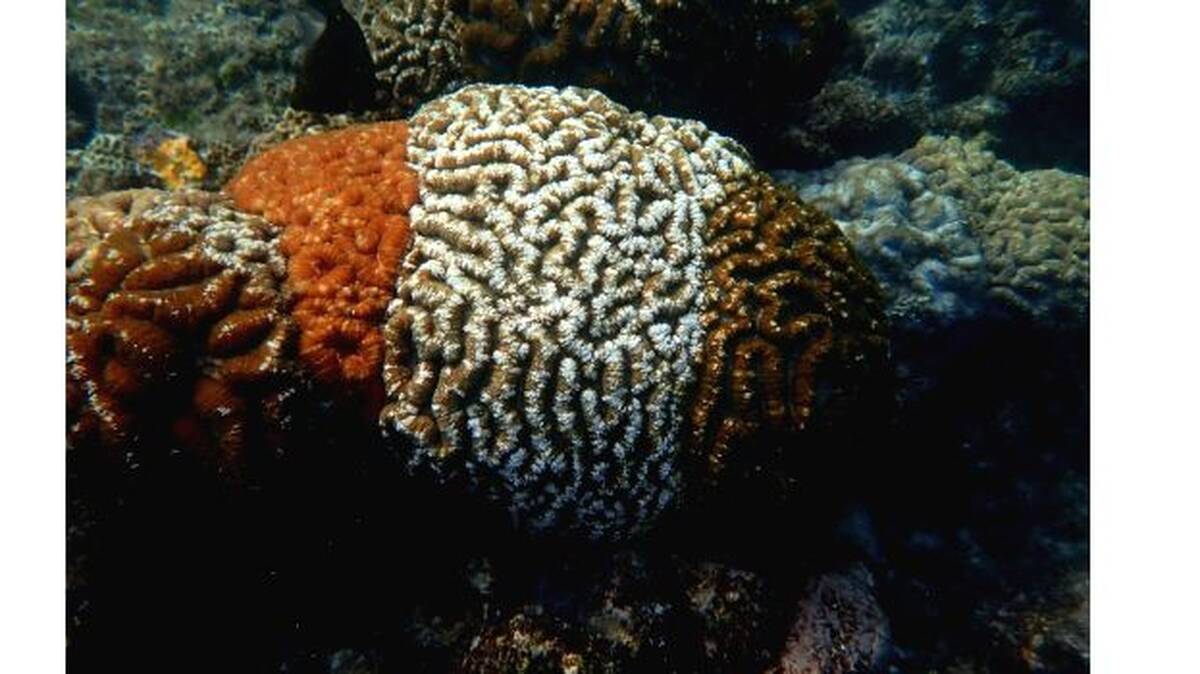 coral
