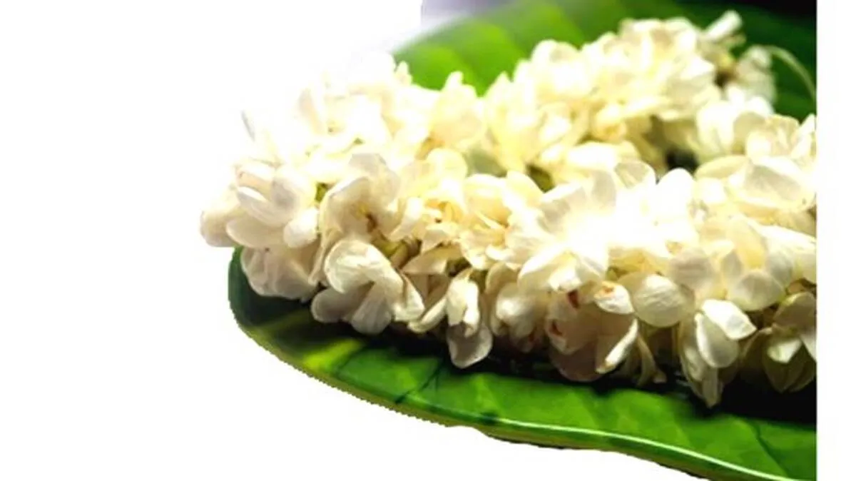 jasmine