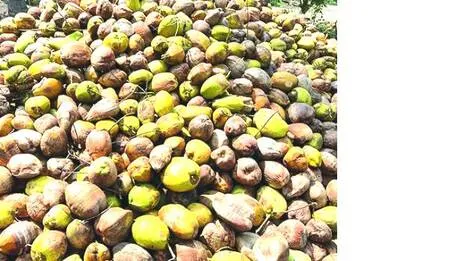 coconutttt-.1787067845