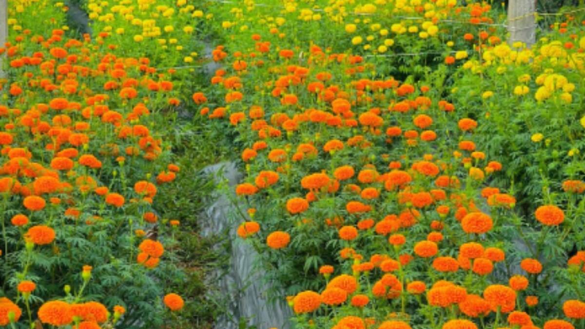 flower