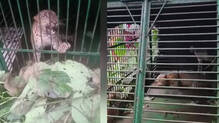 pathanapuram-leopard-trapped