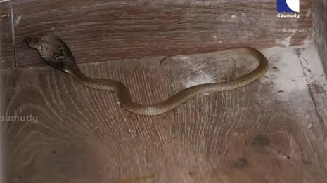 snakemaster.1.3968116