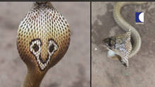 kaumudy-tv-snake-master-latest-episode