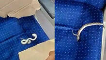 dead-snake-found-on-vande-bharat-express-seat